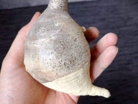 プラントブラザーズ