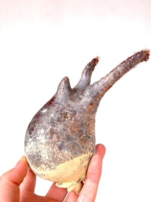 プラントブラザーズ