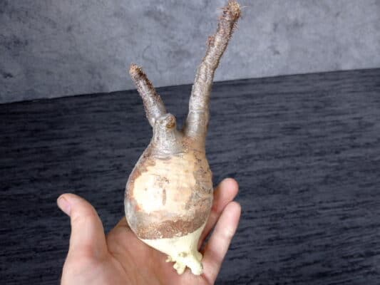 プラントブラザーズ