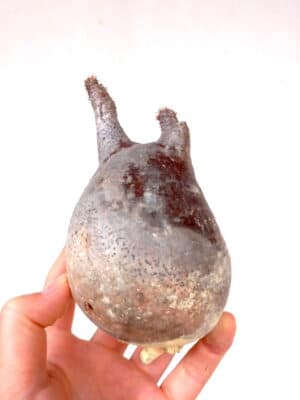 プラントブラザーズ