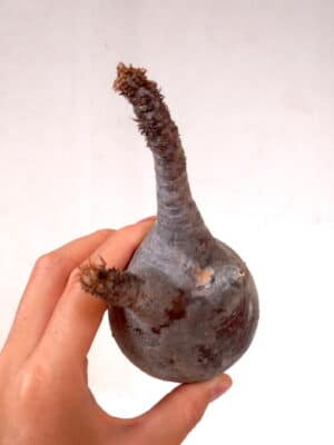 プラントブラザーズ