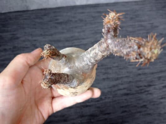 プラントブラザーズ