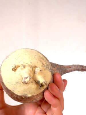 プラントブラザーズ