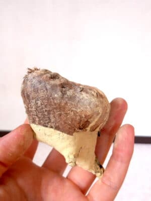 プラントブラザーズ