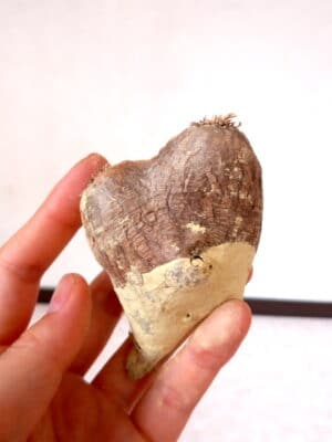 プラントブラザーズ