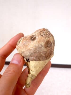 プラントブラザーズ