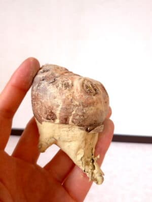 プラントブラザーズ