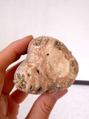 プラントブラザーズ