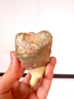 プラントブラザーズ