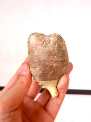 プラントブラザーズ