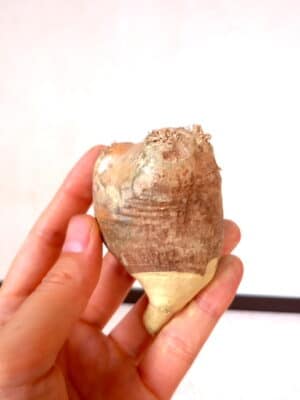 プラントブラザーズ