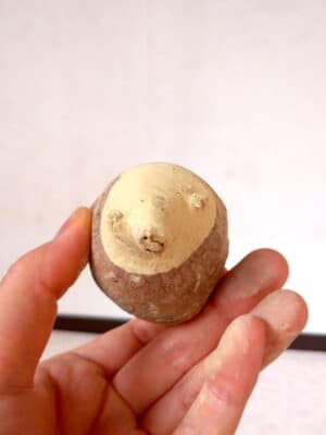 プラントブラザーズ