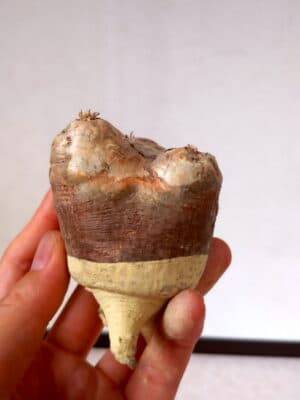 プラントブラザーズ