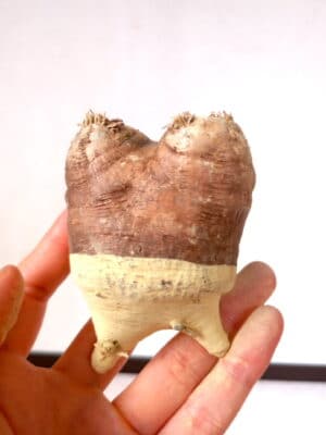 プラントブラザーズ