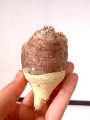 プラントブラザーズ