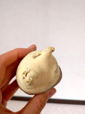 プラントブラザーズ