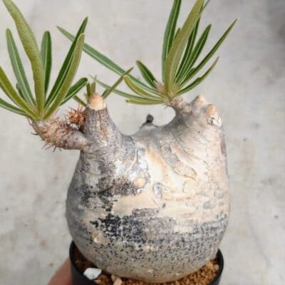 プラントブラザーズ