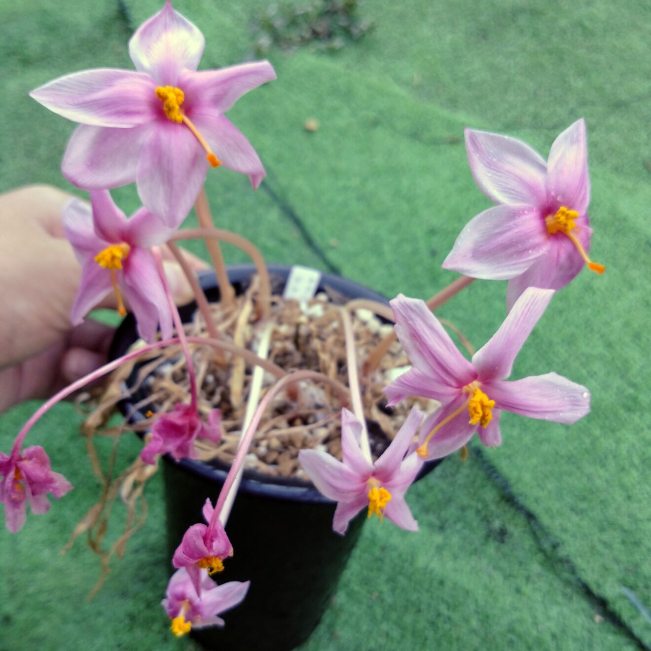 たくさんの花が咲いています