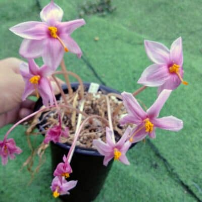 プラントブラザーズ