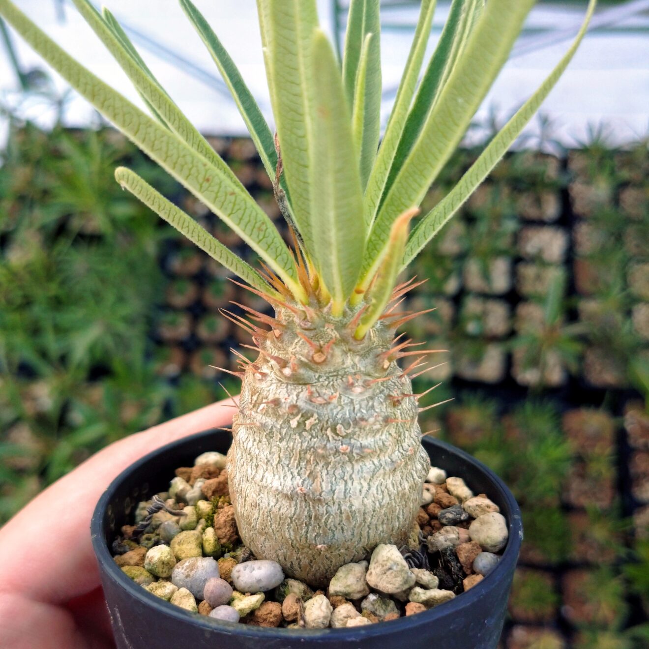 パキポディウム・グラキリス実生株