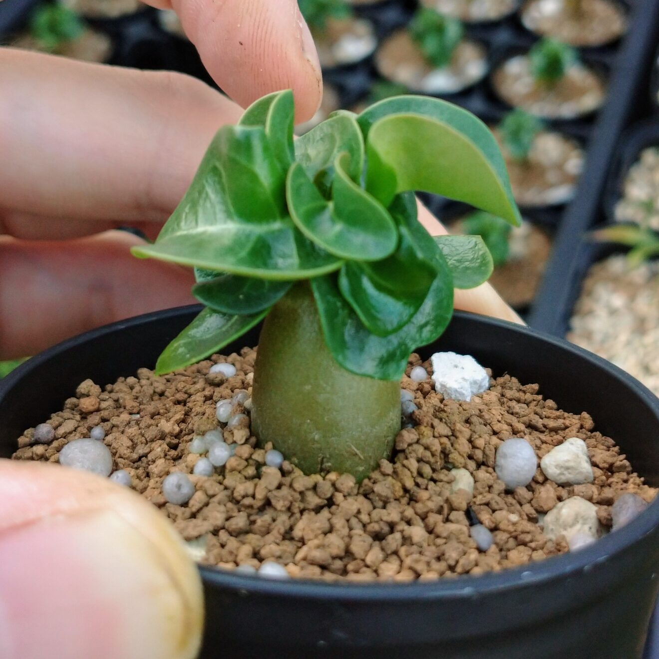 太ったし葉の枚数も増えたアラビカムの獅子葉