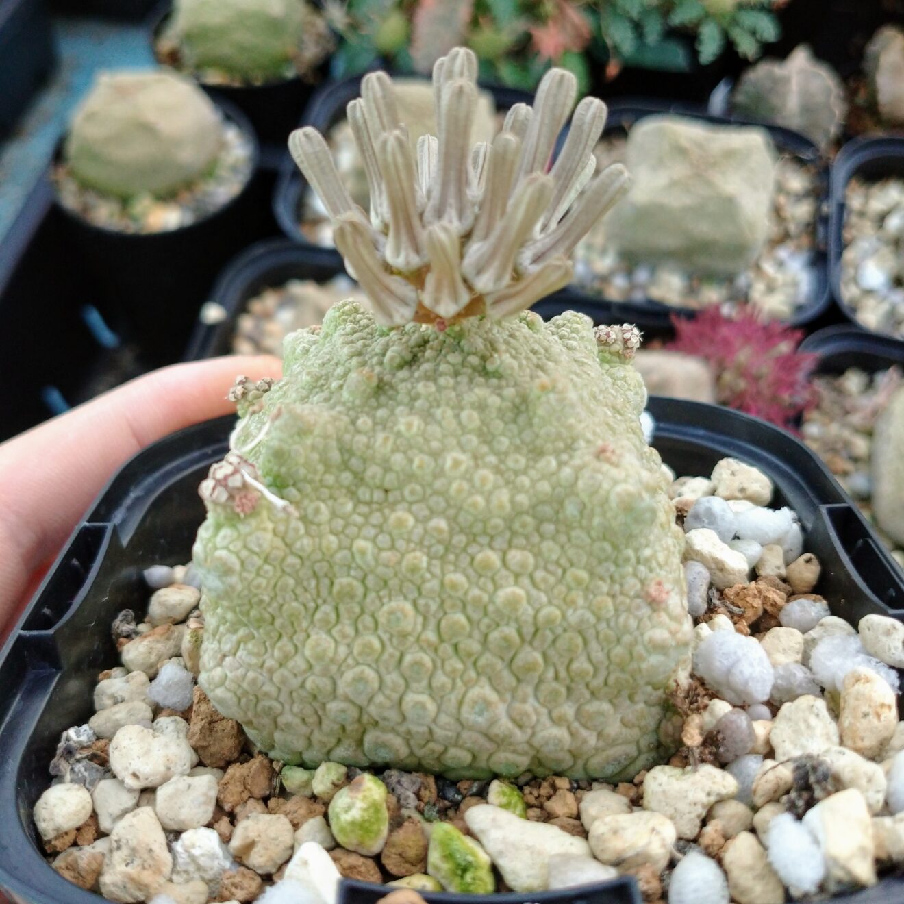 プセウドリトス・クビフォルミスの花