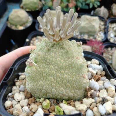 プラントブラザーズ