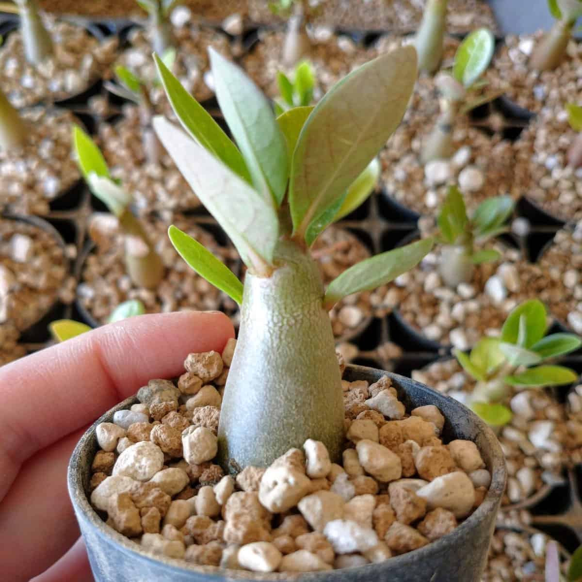 現品】アデニウム・アラビカム（アラビクム）3.5号 （7） - 植物/観葉植物