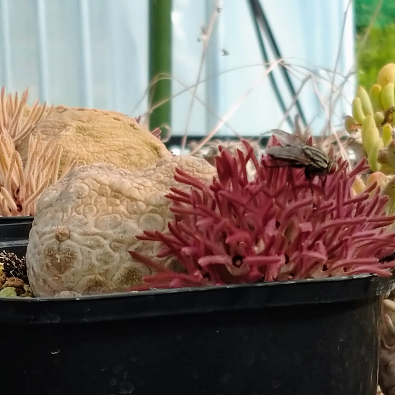 蝿が花をいじいじ