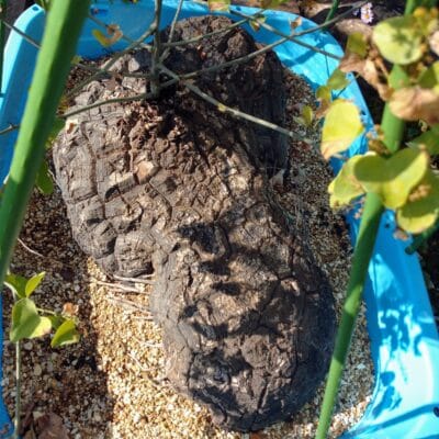 プラントブラザーズ