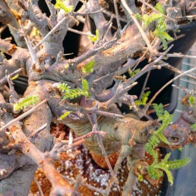 プラントブラザーズ