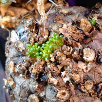 プラントブラザーズ