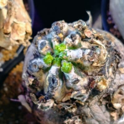 プラントブラザーズ