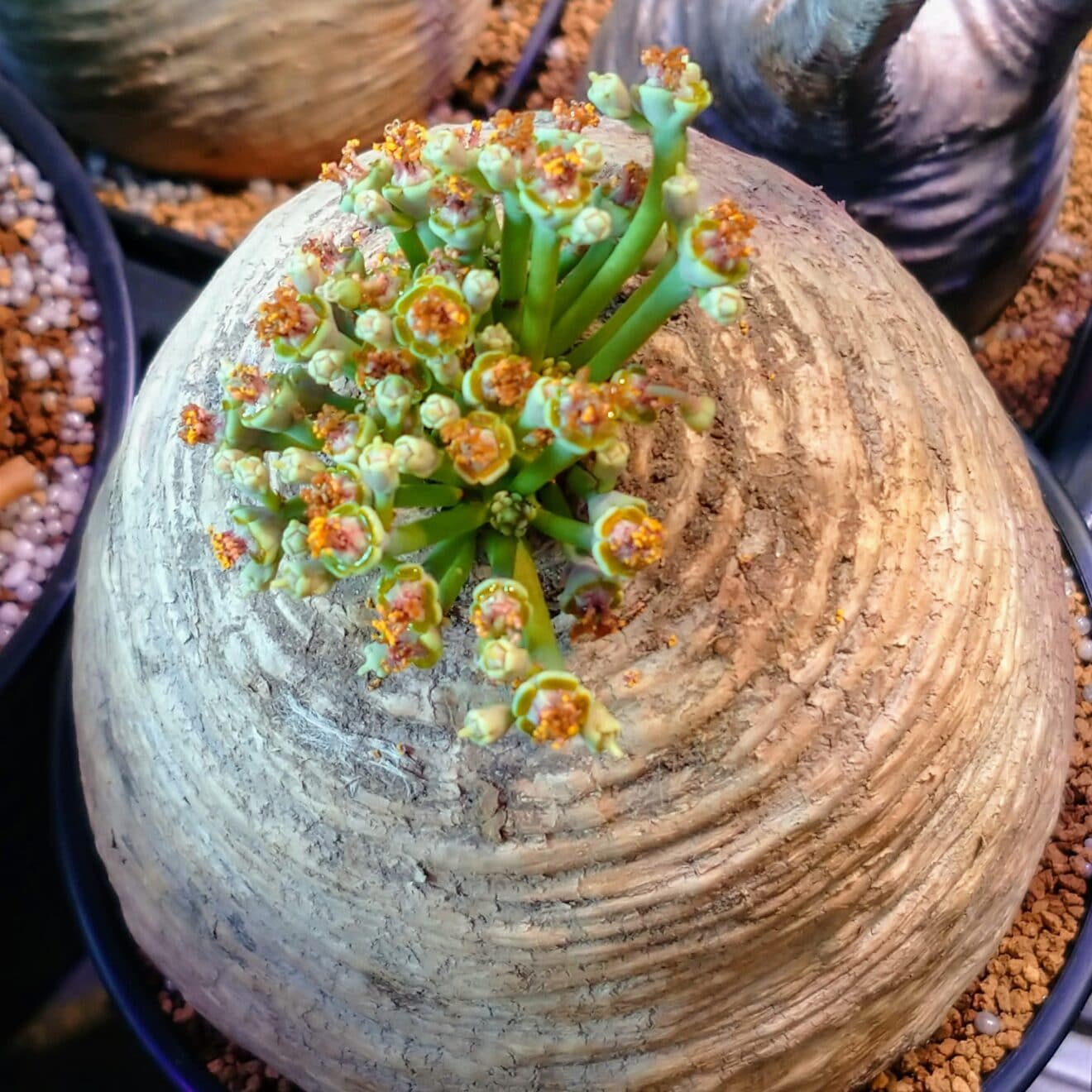 ユーフォルビア・デシドゥア 蓬莱塔