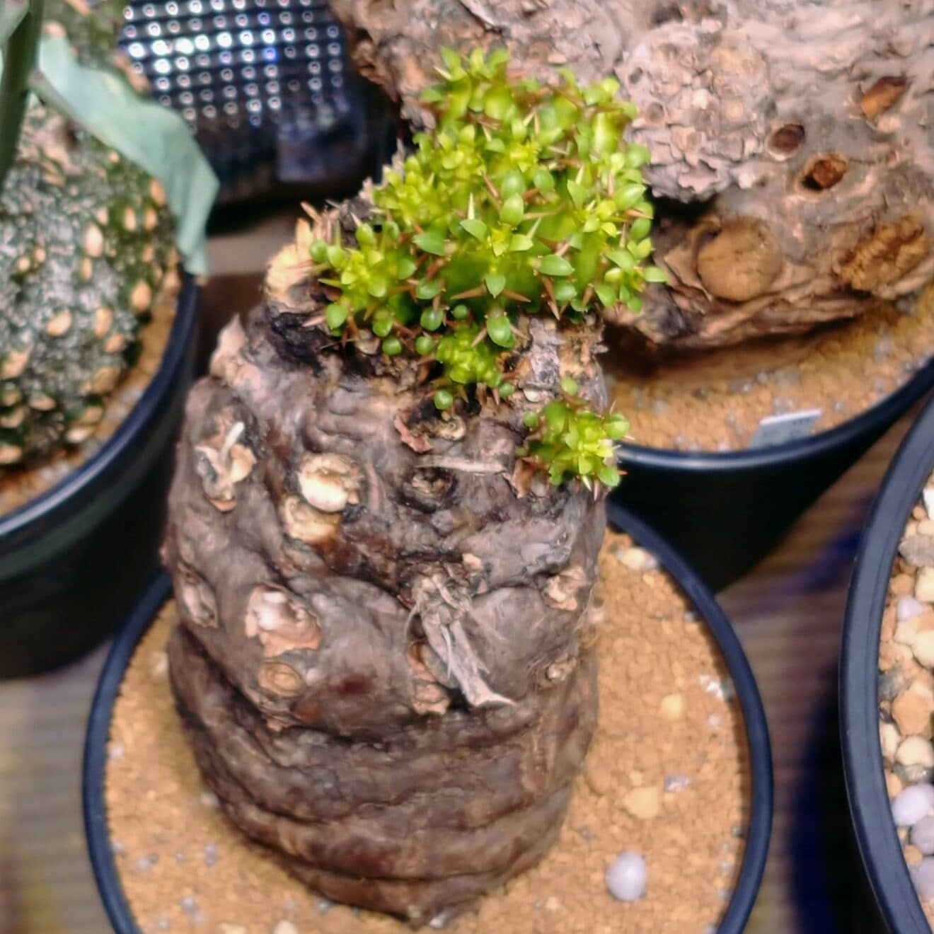 ムランジーナ親株