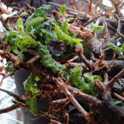 プラントブラザーズ