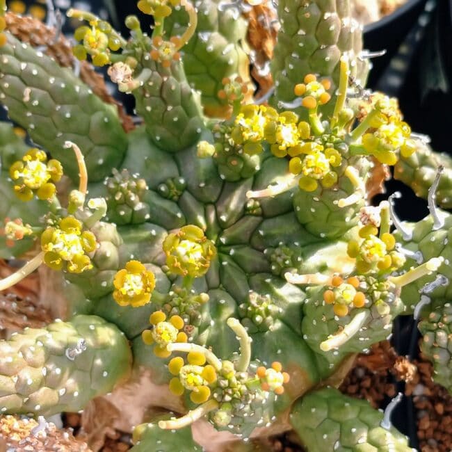 ユーフォルビア・ガムケンシスの花