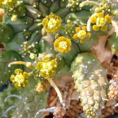 プラントブラザーズ