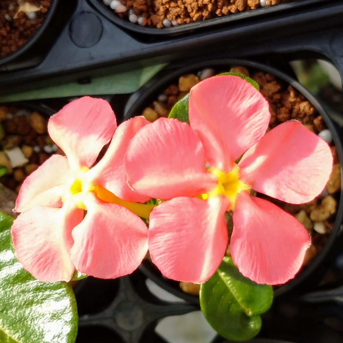 パキポディウム・ウィンゾリー(Pachypodium windsorii)の花