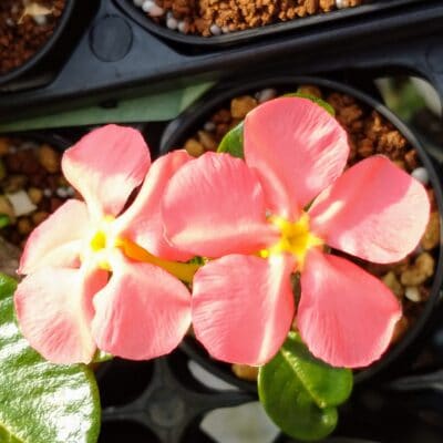 プラントブラザーズ