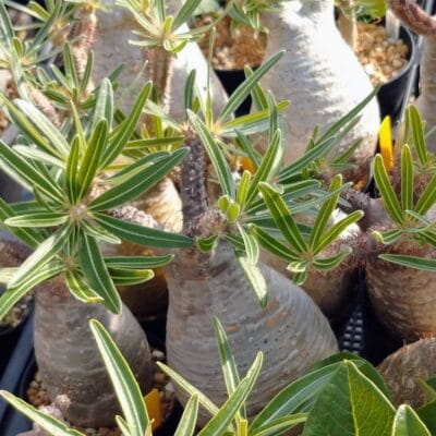 プラントブラザーズ