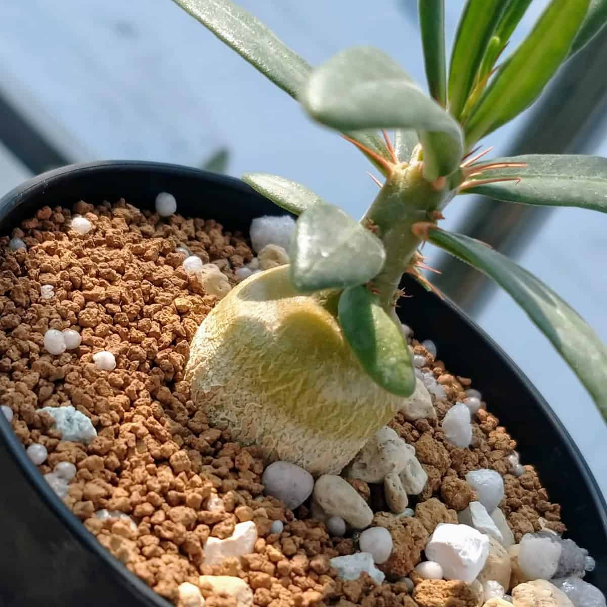 パキポディウム・サキュレンタム(Pachypodium succulentum) | プラントブラザーズ