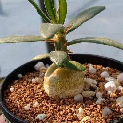 プラントブラザーズ