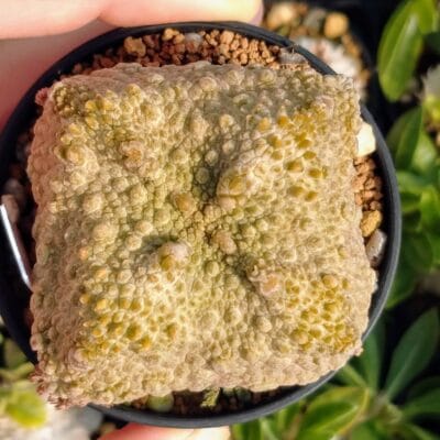 プラントブラザーズ