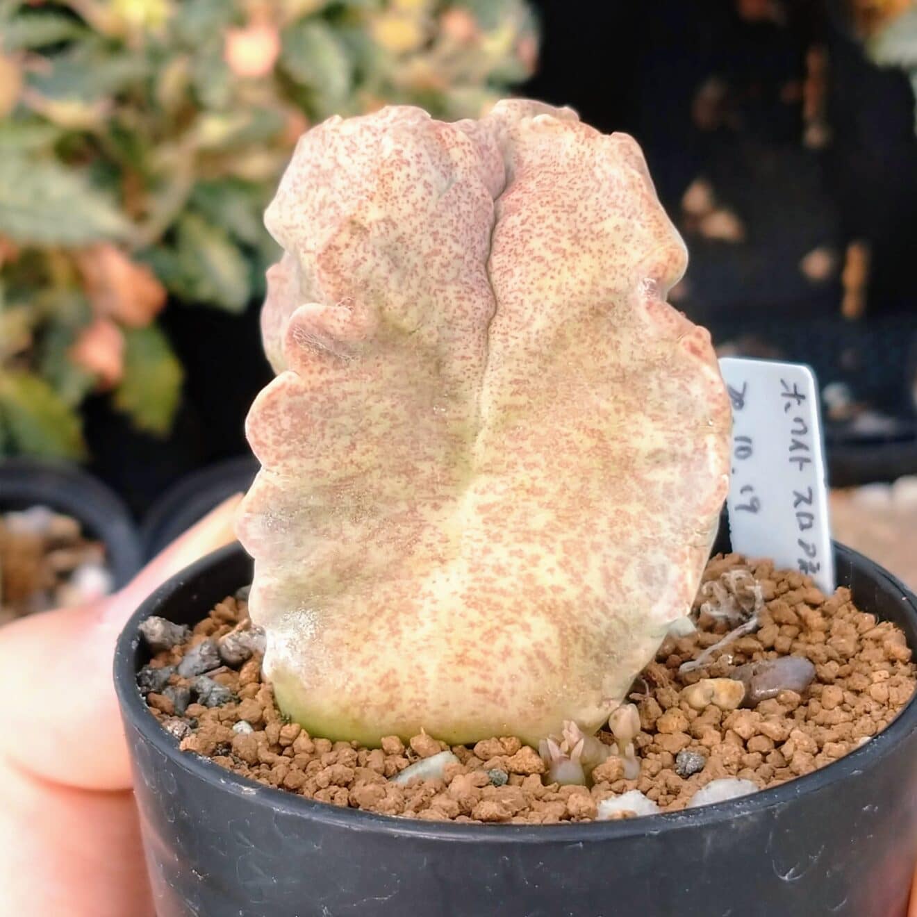 ホワイトスロアネア・クラサ実生苗