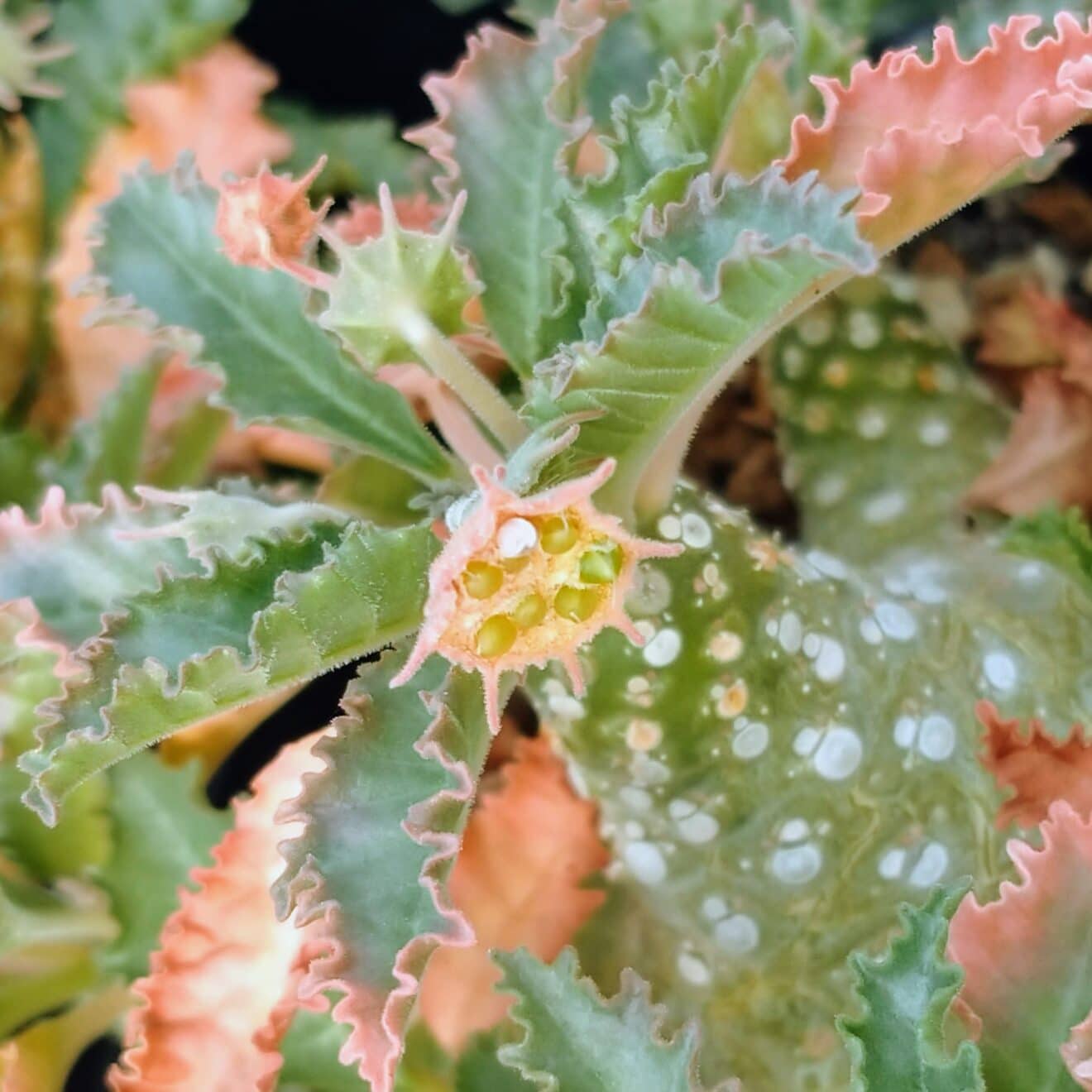 ドルステニア・ホルウッディの花と種子