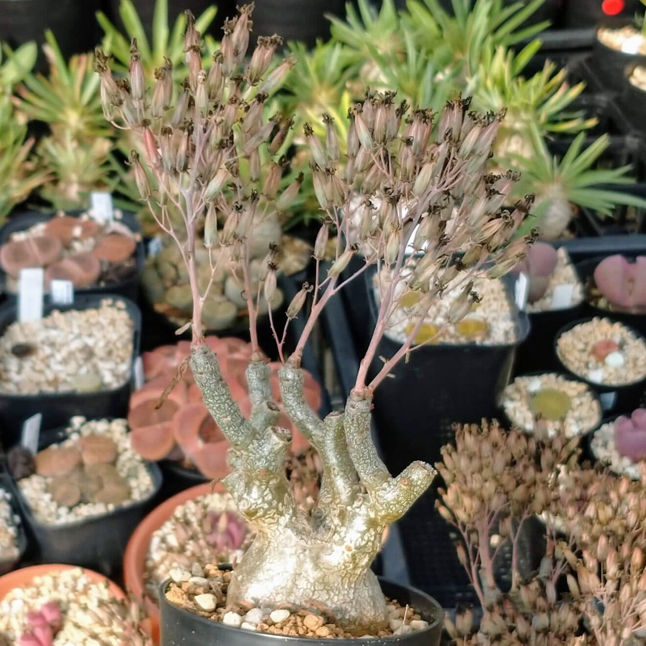 チレコドン・フラギリス開花後