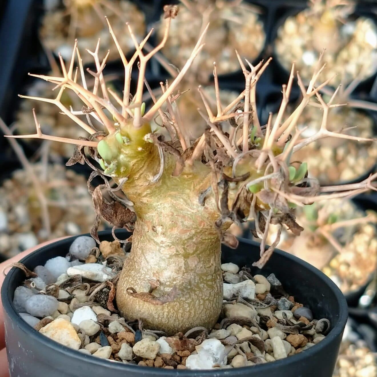 オトンナ・ユーフォルビオイデス実生苗