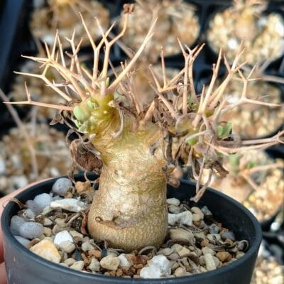 プラントブラザーズ