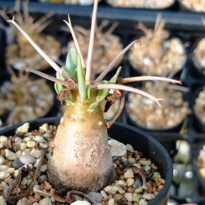 プラントブラザーズ